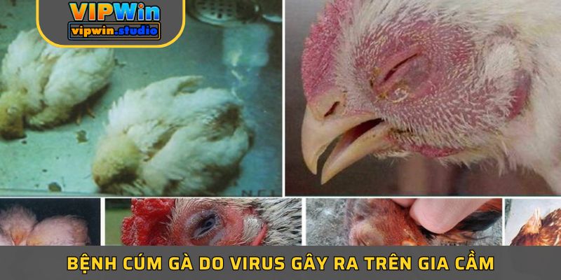 Bệnh cúm gà do virus gây ra trên gia cầm