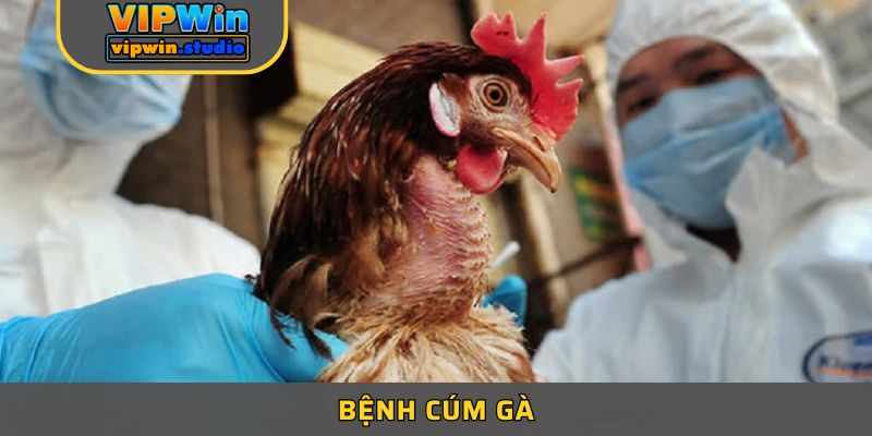 Bệnh Cúm Gà - Cúm Gia Cầm Nguy Hại Ảnh Hưởng Đến Sức Khỏe 
