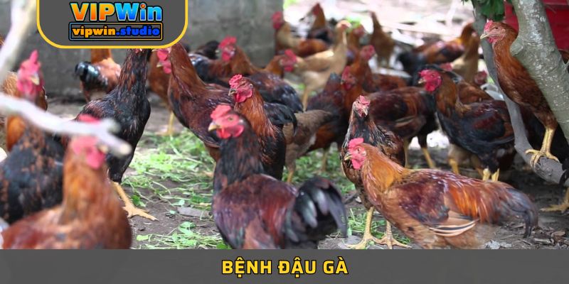 Bệnh Đậu Gà Và Cách Điều Trị Giúp Gia Cầm Luôn Khỏe Mạnh 
