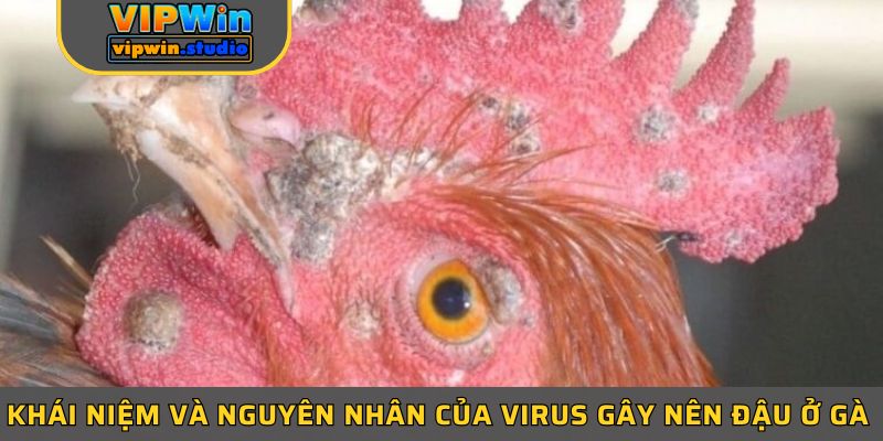 Khái niệm và nguyên nhân của virus gây nên đậu ở gà 