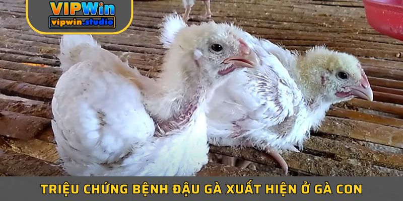 Triệu chứng bệnh đậu gà xuất hiện ở gà con