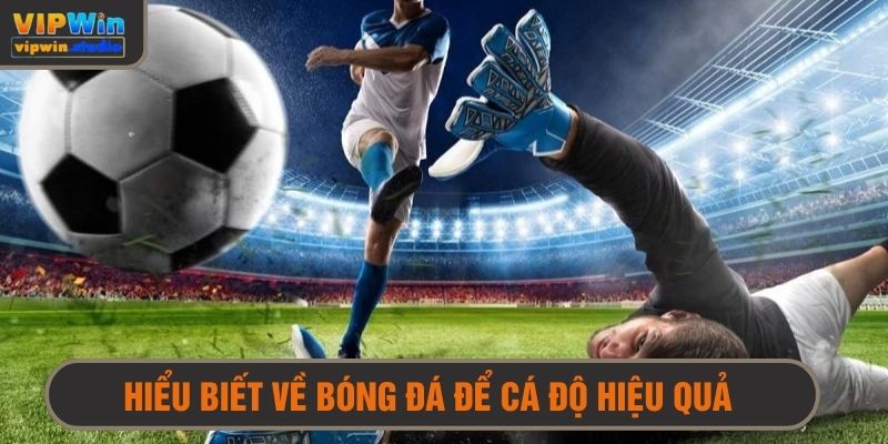 Kinh nghiệm chơi cá độ hay là cần có kiến thức sâu về bóng đá 